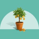 Dividend Stocks: What They Are And How To Invest In Them