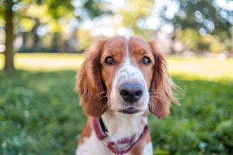 How We Make $12,000 a Year Dog Sitting From Home