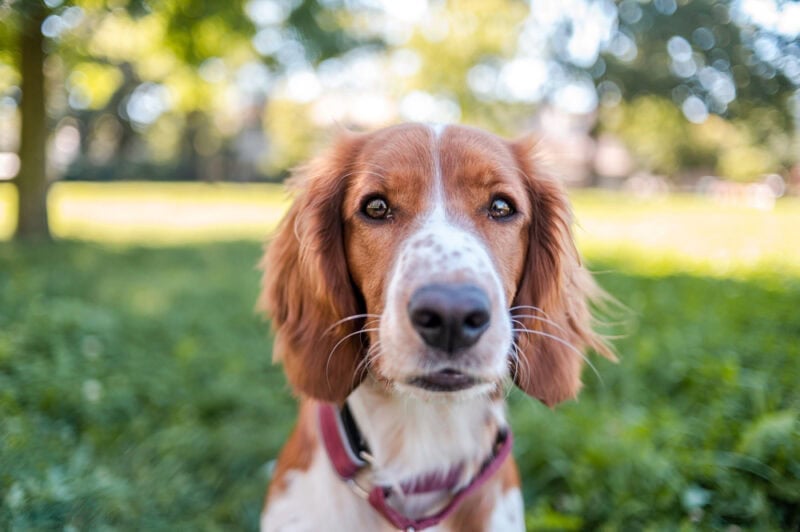 How We Make $12,000 a Year Dog Sitting From Home
