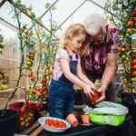 Little girl helping her Grandad plant tomatoes in a greenhouse in his garden.